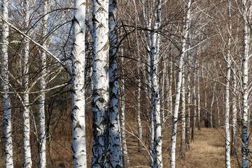 Beautiful white birch in early spring in birch grove on a sunny day