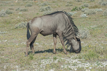 Namibia