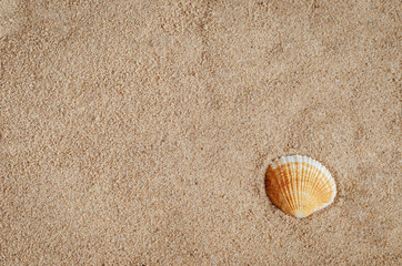 Fototapeta na wymiar Single Shell on Golden Sandy Beach Background