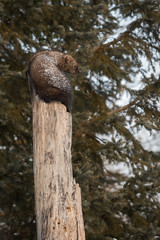 Fisher (Martes pennanti) Looks Right From Atop Trunk