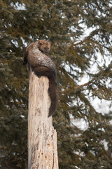 Fisher (Martes pennanti) Looks Over Shoulder At Top of Tree