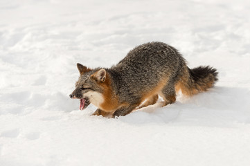 Grey Fox (Urocyon cinereoargenteus) Mouth Open in Snow