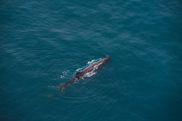 A whale near Kaikoura