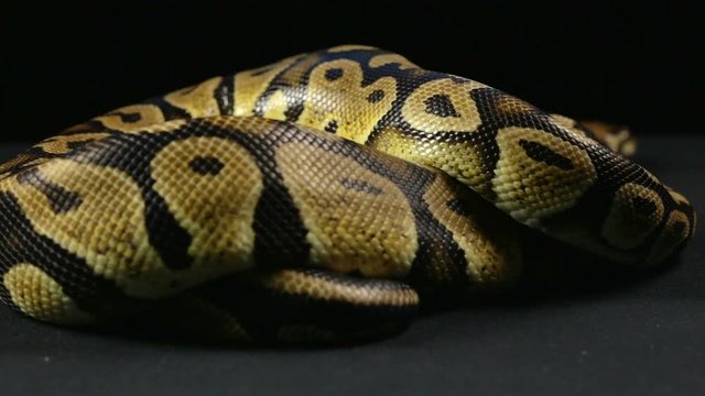 Crawling royal python