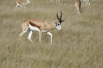 Namibia