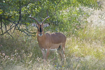 Namibia