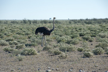 Namibia