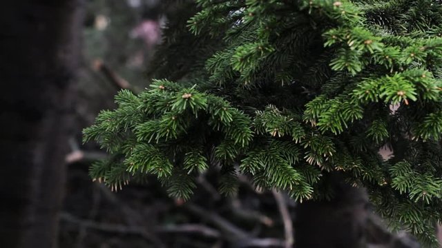 Fir tree or cedar tree branches slightly winging in the wind in dark forest.