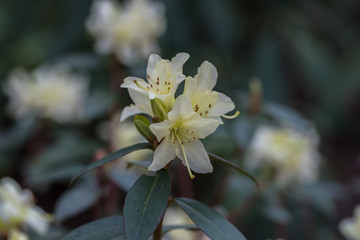 Rododendron, biały kwiat na gałązce - 201271023