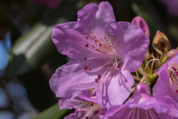 rododendron, bladofioletowy kwiat, ciene zielone tło - 201271032