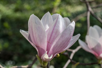 natural pink magnolia flower, closeup, magnolia, bladoróżowe pąki, kwiaty - 201271043