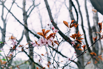 Spring color