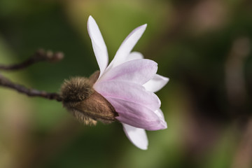 natural pink magnolia flower, closeup, magnolia, bladoróżowe pąki, kwiaty - 201271084