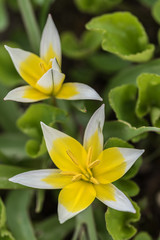 closeup, tulipan botaniczny, płatki biało-żółte, zielone tło - 201271097