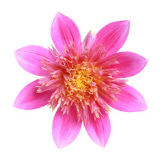 Fleur de dahlia