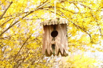Vogelhaus in einer Forsythie