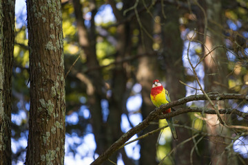 Wild parrot