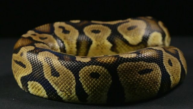 Crawling ball python