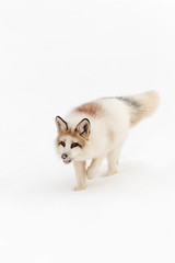 Red Marble Fox (Vulpes vulpes) On Snow