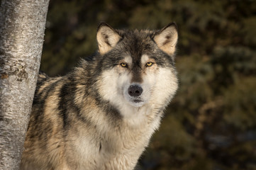 Naklejka premium Grey Wolf (Canis lupus) Peers Around Tree