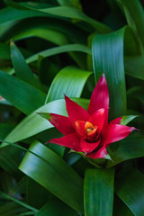 In botanical gardens