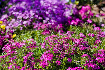 Violet flowers in spring