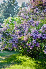Obraz premium Violet lilac bush with fresh green grass