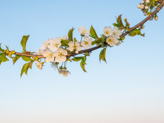 spring light white apple blossom tree branch