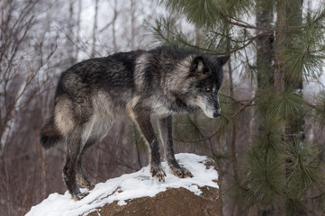 Black Phase Grey Wolf (Canis lupus) Stands on Rock