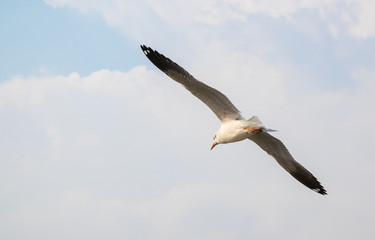 Seagulls are flying at the sea.