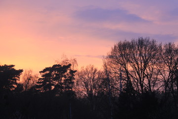 Sonnenuntergang in den schönsten Pasteltönen mit Schattenriss aus Bäumen und Sträuchern