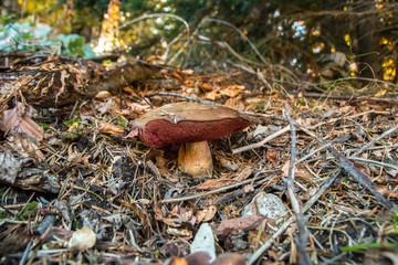 Boletus Edulis. Porcini Mushroom. Big Boletus Edulis mushroom in the forest