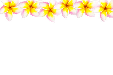 Frangipani with blank on a pure white background
