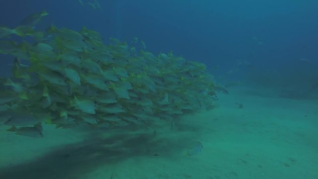 Yellow snapper (Lutjanus argentiventris), forming a school in a shipwreck, reefs of Sea of Cortez, Pacific ocean. Cabo Pulmo, Baja California Sur, Mexico.