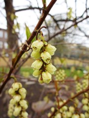 Delicate yellow inflorescences of a Japanese pearl tail - Stachyurus praecox shrub, native to Japan