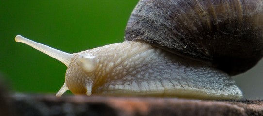 Snail macro