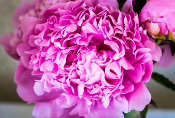 Bright Pink Peony