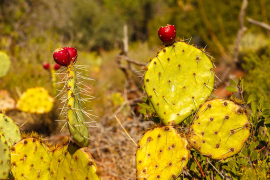 Prickly pears.Opuntia ficus-indica. also known as indian figs.