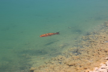 peixe peixinho peixão