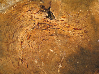 Tree Rings