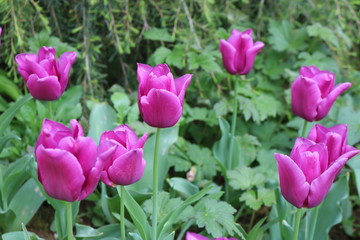 Purple tulips in spring garden
