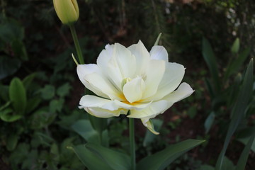 Lotus tulip in garden full blossom