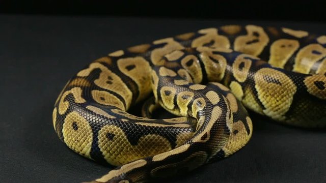 Crawling royal python, head and tongue