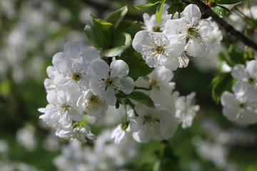 Tree blossoms isolated