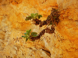 Pflanze an einer Felswand
