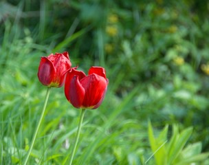 Two red tulips as a love symbolic image