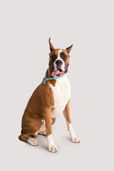 Purebred Boxer with Cropped Ears