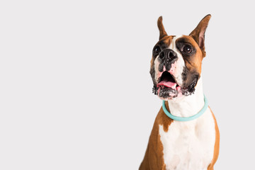 Purebred Boxer with Cropped Ears