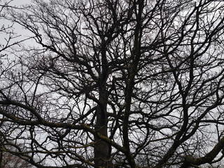 Dark tree from below