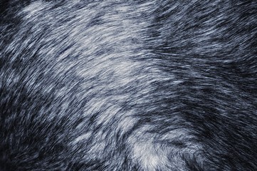 The texture of fur in blue and gray tone